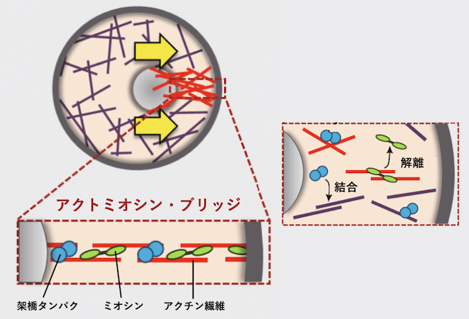 クリックやタップで拡大 <dfn class="fig">図11</dfn>:<span class="qrinews-figure-title">アクトミオシン・ブリッジの形成メカニズム</span> アクチン繊維は他のアクチン繊維と、ミオシンや他のアクチン架橋タンパク質を介して、常に結合と解離を繰り返している。クラスターから人工細胞の壁面まで途切れることなく繋がることができれば、アクトミオシン・ブリッジとしてクラスターに力を及ぼすことができる。<a href="#app1" class="link-to-lower-part"><cite class="article"><span class="i">Sakamoto et al</span>. (2020)</cite></a> の図を改変。