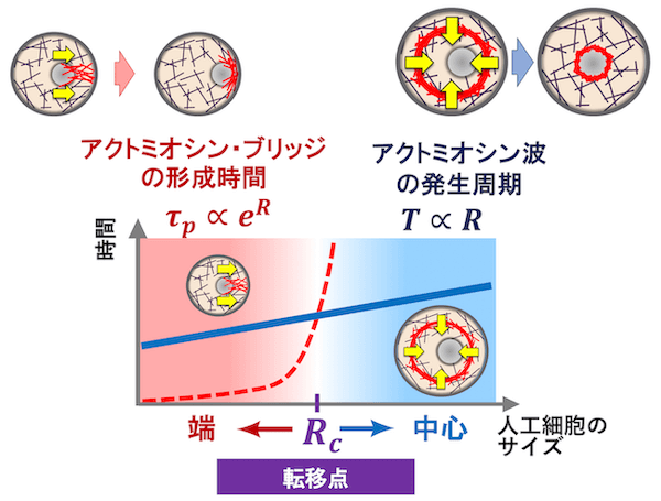 クリックやタップで拡大 <dfn class="fig">図13</dfn>:<span class="qrinews-figure-title">綱引きモデル</span> 転移点よりも人工細胞のサイズが大きければ、アクトミオシン・ブリッジが形成するのに必要な時間は長くなり、その間に何度も繰り返し発生したアクトミオシン波が,クラスターを人工細胞の中心に配置する。逆に、転移点よりも人工細胞のサイズが小さければ、アクトミオシン・ブリッジが短い時間で形成され、クラスターは人工細胞の端に配置される。図は坂本さんより提供。