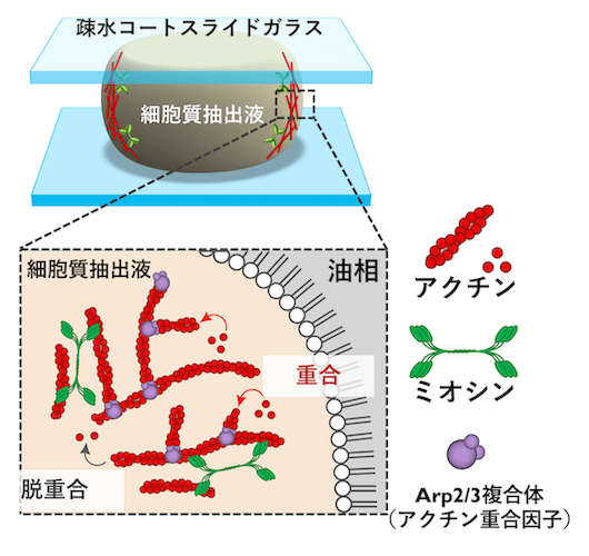クリックやタップで拡大 <dfn class="fig">図4</dfn>:<span class="qrinews-figure-title">人工細胞を顕微鏡で観察</span> 直径 数 μm 〜数百 μm サイズの人工細胞内のアクトミオシンの動きの様子を観察する。図は坂本さんより提供。