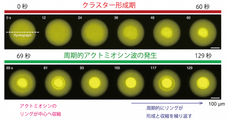 クリックやタップで拡大 <dfn class="fig">図5</dfn>:<span class="qrinews-figure-title">クラスター形成期 (0 秒〜 60 秒) と周期的アクトミオシン波が発生している間 (60 秒以降) の人工細胞の様子</span> 黄色が濃いところには繊維状アクチンが集積しており、特に中心部分の高密度にアクチンが含まれる構造体をクラスターと呼ぶ。黄色に着色された部分が人工細胞の範囲。(動画で見てみよう。<a href="https://www.nature.com/articles/s41467-020-16677-9" class="link-to-external-page" target="_blank"><cite class="article" lang="ja">Sakamoto et al. (2020) の論文ページ</cite></a> 下方の Supplementary information の項目の Supplementary Movie 1 をクリック。) <a href="#app1" class="link-to-lower-part"><cite class="article"><span class="i">Sakamoto et al</span>. (2020)</cite></a> の図を改変。