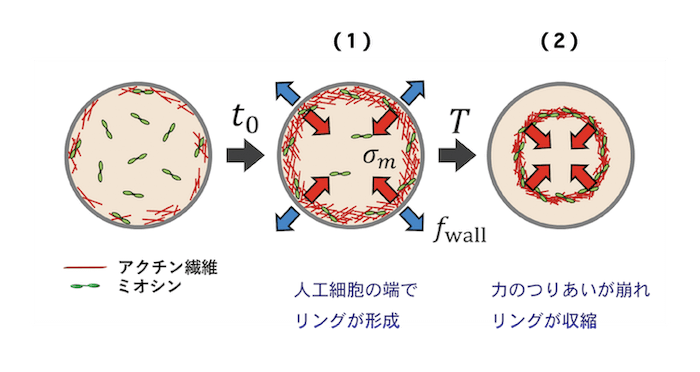 クリックやタップで拡大 <dfn class="fig">図6</dfn>:<span class="qrinews-figure-title">アクトミオシン波の発生メカニズム</span> 図の (1) と (2) の状況は、文中の (1) と (2) に対応。図は坂本さんより提供。