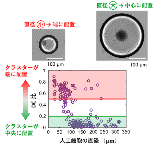 クリックやタップで拡大 <dfn class="fig">図9</dfn>:<span class="qrinews-figure-title">クラスターの位置と人工細胞のサイズの関係</span> 人工細胞の直径が約 100μm 以上か以下かで、クラスターの配置が変化する。図は坂本さんより提供。